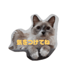 ラグドールみるこの日常（個別スタンプ：3）