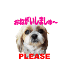 シーズー犬ラニちゃん（個別スタンプ：3）