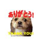 シーズー犬ラニちゃん（個別スタンプ：4）