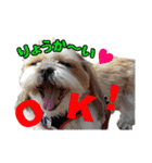 シーズー犬ラニちゃん（個別スタンプ：5）