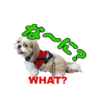 シーズー犬ラニちゃん（個別スタンプ：6）