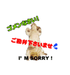 シーズー犬ラニちゃん（個別スタンプ：7）