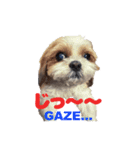 シーズー犬ラニちゃん（個別スタンプ：8）
