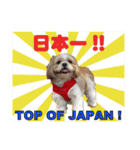 シーズー犬ラニちゃん（個別スタンプ：9）