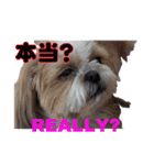 シーズー犬ラニちゃん（個別スタンプ：11）