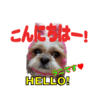 シーズー犬ラニちゃん（個別スタンプ：12）