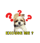 シーズー犬ラニちゃん（個別スタンプ：13）