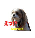 シーズー犬ラニちゃん（個別スタンプ：16）