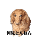 うちのケモノたち（個別スタンプ：3）