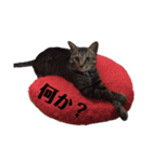 うちのケモノたち（個別スタンプ：12）