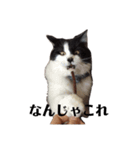うちのケモノたち（個別スタンプ：16）