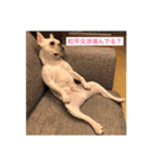 わんぱく家族（個別スタンプ：2）
