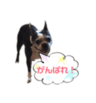 ボストンテリア ベティちゃんスタンプ2（個別スタンプ：4）
