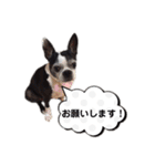 ボストンテリア ベティちゃんスタンプ2（個別スタンプ：5）