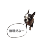 ボストンテリア ベティちゃんスタンプ2（個別スタンプ：6）