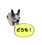 ボストンテリア ベティちゃんスタンプ2（個別スタンプ：7）