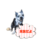 ボストンテリア ベティちゃんスタンプ2（個別スタンプ：11）