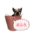 ボストンテリア ベティちゃんスタンプ2（個別スタンプ：18）