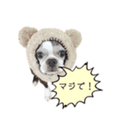 ボストンテリア ベティちゃんスタンプ2（個別スタンプ：22）
