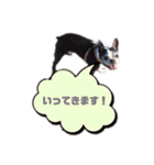 ボストンテリア ベティちゃんスタンプ2（個別スタンプ：23）