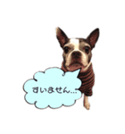 ボストンテリア ベティちゃんスタンプ2（個別スタンプ：24）