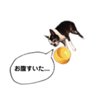 ボストンテリア ベティちゃんスタンプ2（個別スタンプ：27）