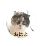 日常ネコスタンプ（個別スタンプ：1）
