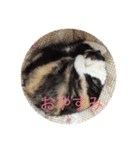 日常ネコスタンプ（個別スタンプ：2）