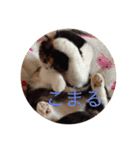 日常ネコスタンプ（個別スタンプ：3）