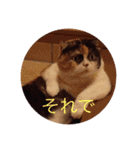 日常ネコスタンプ（個別スタンプ：4）