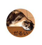 日常ネコスタンプ（個別スタンプ：8）