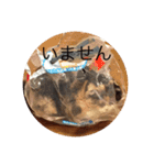 日常ネコスタンプ（個別スタンプ：10）