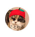 日常ネコスタンプ（個別スタンプ：16）
