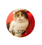 日常ネコスタンプ（個別スタンプ：19）