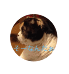 日常ネコスタンプ（個別スタンプ：22）