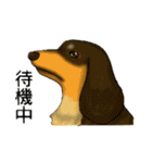 どうぶつのむれ+干支（個別スタンプ：36）
