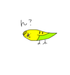 インコのピーソー（個別スタンプ：1）
