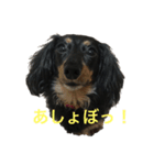 エルの可愛いスタンプ（個別スタンプ：5）