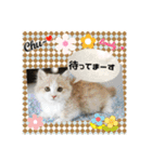 猫カフェ ねこじゃらし  猫たちの写真（個別スタンプ：2）