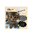 猫カフェ ねこじゃらし  猫たちの写真（個別スタンプ：3）