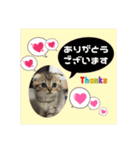 猫カフェ ねこじゃらし  猫たちの写真（個別スタンプ：4）
