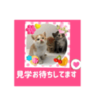 猫カフェ ねこじゃらし  猫たちの写真（個別スタンプ：5）
