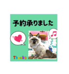 猫カフェ ねこじゃらし  猫たちの写真（個別スタンプ：6）