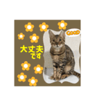 猫カフェ ねこじゃらし  猫たちの写真（個別スタンプ：7）
