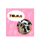 猫カフェ ねこじゃらし  猫たちの写真（個別スタンプ：8）