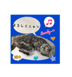 猫カフェ ねこじゃらし  猫たちの写真（個別スタンプ：10）