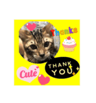 猫カフェ ねこじゃらし  猫たちの写真（個別スタンプ：11）