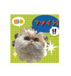 猫カフェ ねこじゃらし  猫たちの写真（個別スタンプ：13）