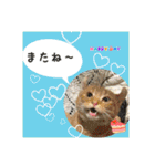猫カフェ ねこじゃらし  猫たちの写真（個別スタンプ：14）