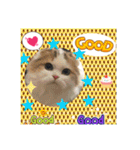 猫カフェ ねこじゃらし  猫たちの写真（個別スタンプ：16）